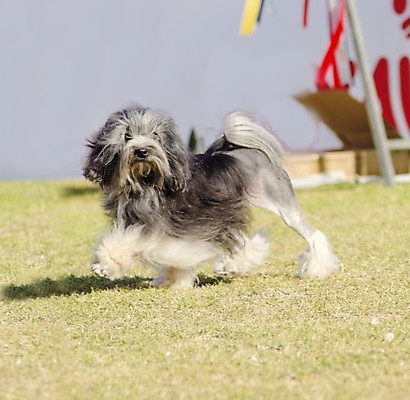 포토 JPG 해외이미지 동물 응시 공원 행복 컨셉 포유류 친절 털 독일 건강 잔디 사람없음 야외 반려동물 장난감 걷기 믿음 검은색 가축 활발 미니어처 코트 프랑스 우아함 개 달콤 강아지 사자 작음 피부 웨이브 꼬리 벨기에 쇼 무릎 부드러움 솜털 송곳니 기르기 동반자 복종 신앙심 유래 충실 해외202004 해외포토 식물 시선 공공시설 감정 유럽 컬러 모션 신체부위 모형 외투 감각 맛 치아 크기 돌봄 서유럽 파일형식 이미지허브