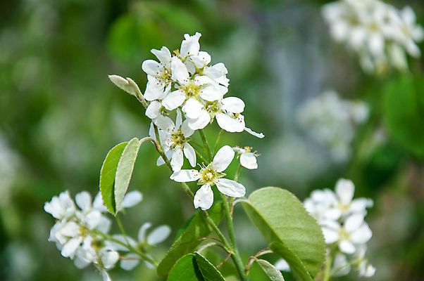 포토 JPG 해외이미지 나무 식물 디자인 계절 꽃잎 꽃 잎 꽃무늬 자연 새로움 사람없음 야외 장식 초록색 파란색 정원 맑음 봄 성장 벚꽃 흰색 나뭇가지 축하 신선 개화 체리 우아함 사과 과수원 원예 꽃수술 해외202004 해외포토 컬러 컨셉 무늬 농업 과일 날씨 취미 생태계 파일형식 이미지허브