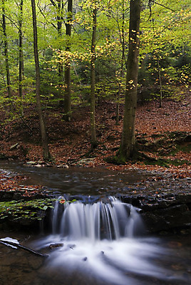 포토 JPG 해외이미지 나무 잎 자연 풍경 사람없음 강 폭포 가을 시골 개울 급류 떨어짐 숲 벨기에 해외202004 해외포토 식물 계절 컨셉 생태계 서유럽 파일형식 이미지허브