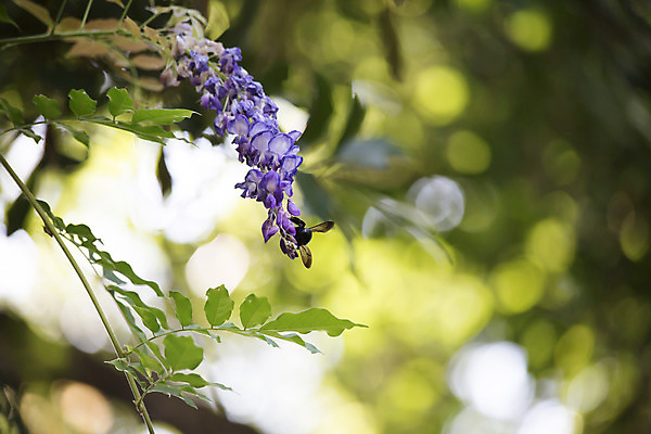 포토 JPG 해외이미지 식물 동물 공원 꽃 야생동물 곤충 백그라운드 밭 날개 자연 생물 안테나 사람없음 야외 장식 초록색 여름 컬러풀 햇빛 노란색 환경 정원 보라색 검은색 봄 활발 벚꽃 큼 수분 벌 목수 생물학 꿀 라벤더 단아함 해외202004 해외포토 직업 계절 공공시설 교육 컬러 컨셉 농업 통신 태양 크기 허브 생태계 파일형식 이미지허브
