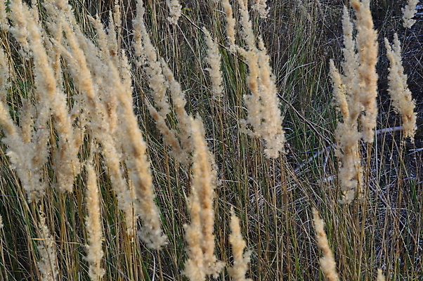 포토 JPG 해외이미지 나무 식물 디자인 계절 공원 백그라운드 잎 패턴 오렌지 자연 벽지 추상 풍경 사람없음 빨간색 햇빛 갈색 노란색 가을 나뭇가지 숲 질감 장면 10월 내추럴 해외202004 해외포토 공공시설 컬러 무늬 과일 태양 날짜 생태계 파일형식 이미지허브