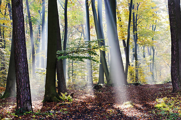 포토 JPG 해외이미지 나무 잎 자연 사람없음 목재 빛 햇빛 태양 평화 광선 가을 숲 내추럴 삼림지대 해외202004 해외포토 자연요소 식물 계절 컨셉 재료 생태계 파일형식 이미지허브