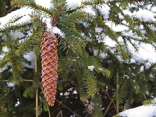 포토 JPG 해외이미지 나무 자연 씨앗 사람없음 초록색 크리스마스트리 갈색 원뿔 가문비나무 해외202004 해외포토 도형 식물 컬러 크리스마스 생태계 파일형식 이미지허브