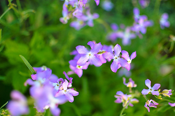 포토 JPG 해외이미지 식물 디자인 계절 꽃잎 꽃 분홍색 백그라운드 잎 꽃무늬 농업 자연 추상 사람없음 야외 초록색 여름 파란색 빛 햇빛 정원 보라색 봄 벚꽃 흰색 난초 야간 저녁 주식 제비꽃 향수 향기 냄새 화단 내추럴 해외202004 해외포토 자연요소 산업 컬러 무늬 금융 태양 화장품 생태계 파일형식 이미지허브