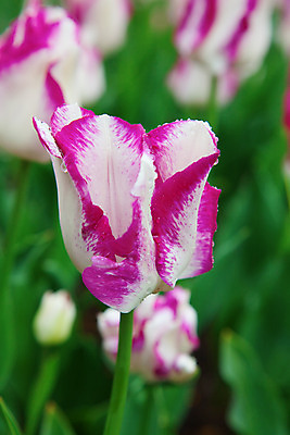 포토 JPG 해외이미지 식물 계절 공원 꽃잎 꽃 유럽 줄기 분홍색 꽃다발 백그라운드 잎 꽃무늬 밭 농업 전구 자연 사람없음 빨간색 초록색 물 컬러풀 노란색 정원 보라색 봄 활발 튤립 벚꽃 시골 신선 이슬 5월 꽃집 네덜란드 원예 줄서기 해외202004 해외포토 자연요소 공공시설 나라 산업 컬러 컨셉 무늬 모션 취미 상점 날짜 생태계 파일형식 이미지허브