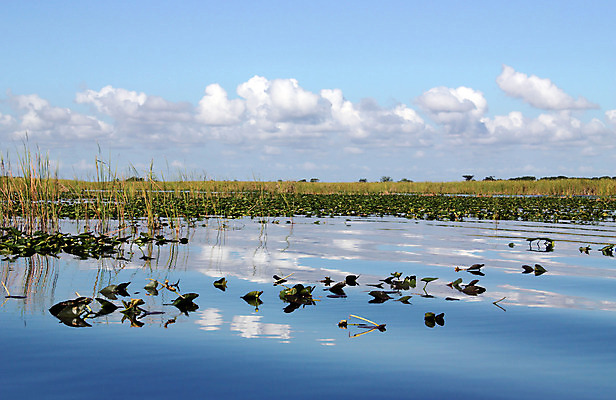 포토 JPG 해외이미지 식물 구름 공원 호수 야생동물 여행 백그라운드 자연 하늘 낚시 날씨 휴가 열대 풍경 사람없음 야외 초록색 물 여름 파란색 반사 평화 미국 하이킹 연못 황무지 습지 숲 백합 내추럴 전국 플로리다 해외202004 해외포토 자연요소 동물 계절 공공시설 꽃 컬러 컨셉 북아메리카 레저 생태계 파일형식 이미지허브