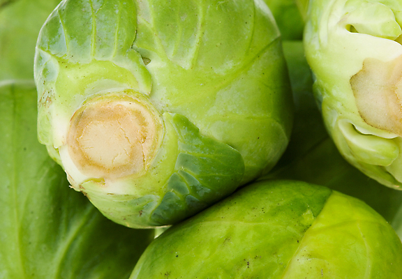 포토 JPG 해외이미지 음식 백그라운드 채소 재료 자연 사람없음 초록색 새싹 그룹 양배추 날것 브뤼셀 여의주 채식주의자 해외202004 해외포토 식물 컬러 생태계 채식 파일형식 이미지허브