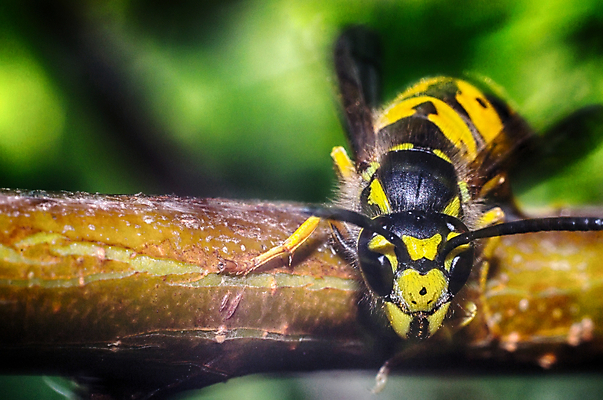 포토 JPG 해외이미지 동물 종이 야생동물 곤충 백그라운드 자연 현미경 사람없음 초록색 갈색 노란색 머리 정원 검은색 주스 봄 줄무늬 재킷 흰색 독약 닫기 해충 둥지 말벌 사과 위험 묘사 날카로움 찌르기 벌집 내추럴 고립 공격적 식민지 제어 해외202004 해외포토 계절 음료 컬러 컨셉 무늬 과일 모션 실험기구 신체부위 외투 벌레 벌_곤충 생태계 파일형식 이미지허브