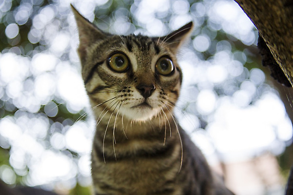 포토 JPG 해외이미지 동물 1 응시 얼굴 백그라운드 밭 장난 포유류 모션 자연 놀이 수염 털 건강 서기 잔디 사람없음 야외 초록색 반려동물 정원 고양이 줄무늬 산책 닫기 달콤 작음 사냥 보케 얼룩무늬 솜털 기르기 해외202004 해외포토 식물 시선 컬러 무늬 농업 휴식 신체부위 맛 크기 생태계 돌봄 파일형식 이미지허브