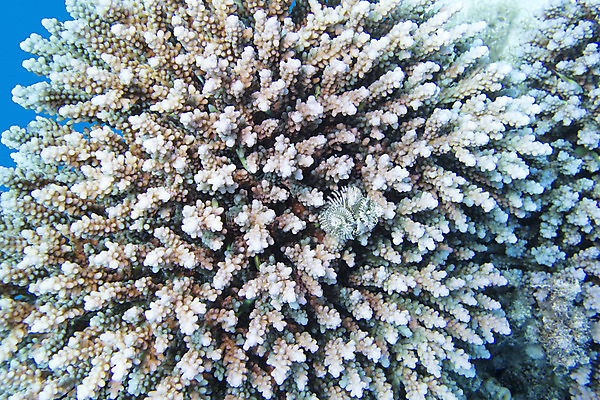 포토 JPG 해외이미지 동물 야생동물 바다 아프리카 자연 이집트 풍경 사람없음 물 파란색 컬러풀 바닷속 수중 호주 생태계 인도네시아 태평양 홍해 인도양 몰디브 카리브해 깊이 소금물 해외202004 해외포토 자연요소 나라 아시아 컬러 오세아니아 파일형식 이미지허브