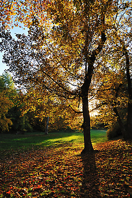 포토 JPG 해외이미지 나무 계절 공원 단풍 잎 밭 자연 풍경 사람없음 야외 목재 초록색 빛 컬러풀 햇빛 노란색 침묵 가을 나뭇가지 시골 숲 장면 해외202004 해외포토 식물 공공시설 컬러 농업 재료 태양 소리 생태계 파일형식 이미지허브