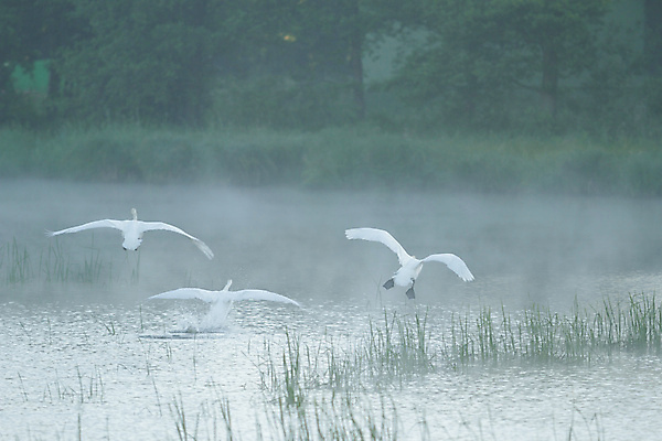 포토 JPG 해외이미지 동물 호수 물결 야생동물 백그라운드 날개 자연 조류 발렌타인데이 사랑 사람없음 야외 물 여름 파란색 빛 강 반사 평화 검은색 수영 침묵 거울 흰색 하트 연못 황무지 우아함 심볼 순수 깃털 부리 백조 장면 목 단아함 해외202004 해외포토 자연요소 모양 계절 감정 컬러 컨셉 데이이벤트 신체부위 소리 수상스포츠 생태계 파일형식 이미지허브