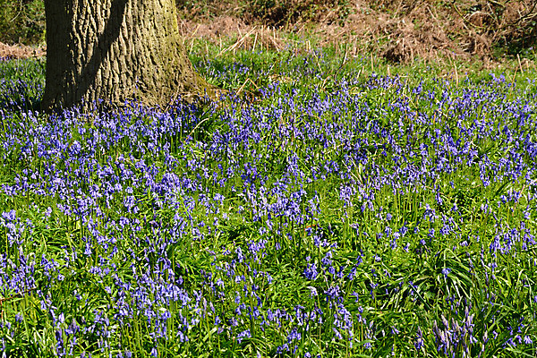 포토 JPG 해외이미지 나무 식물 영어 계절 꽃 잎 꽃무늬 자연 영국 잉글랜드 그림자 풍경 사람없음 야외 초록색 파란색 빛 컬러풀 맑음 보라색 봄 카펫 활발 종 바위 시골 개화 숲 4월 5월 제비꽃 내추럴 블루벨 삼림지대 해외202004 해외포토 문자 유럽 컬러 컨셉 무늬 날씨 돌_바위 날짜 생태계 파일형식 이미지허브