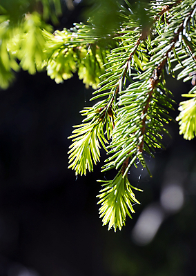 포토 JPG 해외이미지 나무 식물 계절 백그라운드 자연 건강 사람없음 야외 목재 치료 장식 초록색 태양 약 봄 추위 나뭇가지 신선 질병 발사 묘사 질감 상록수 침엽수 내추럴 천식 총쏘기 가문비나무 해외202004 해외포토 자연요소 컬러 재료 의학 모션 생태계 파일형식 이미지허브