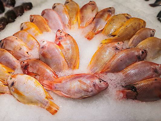 포토 JPG 해외이미지 음식 바다 백그라운드 낚시 건강 어류 요리 사람없음 빨간색 판매 세일 얼음 추위 흰색 신선 잡기 시장 맛 해산물 날것 고등어 해외202004 해외포토 자연요소 컬러 컨셉 모션 레저 수중동물 파일형식 이미지허브