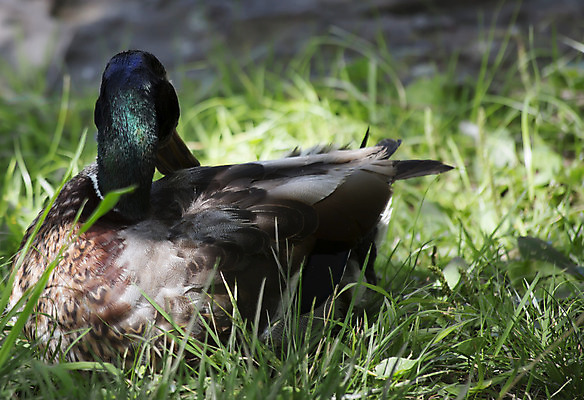 포토 JPG 해외이미지 동물 1 남자 아시아 호수 야생동물 아프리카 자연 조류 영국 오리 독일 아메리카 사람없음 야외 초록색 강 갈색 머리 환경 수영 연못 스페인 보호 습지 그리스 깃털 사냥 부리 물새 루마니아 모로코 칠면조 청둥오리 폴란드 내추럴 튀니지 해외202004 해외포토 유럽 나라 컬러 컨셉 사람 신체부위 수상스포츠 대륙 생태계 파일형식 이미지허브