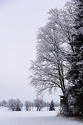 포토 JPG 해외이미지 나무 계절 백그라운드 겨울 밭 자연 하늘 날씨 풍경 사람없음 야외 목재 빛 냉동 얼음 추위 흰색 시골 오스트리아 고독 숲 시원함 12월 서리 장면 1월 깊이 라트비아 눈내림 몽환 해외202004 해외포토 자연요소 식물 감정 유럽 컬러 컨셉 농업 재료 눈_날씨 북유럽 날짜 생태계 파일형식 이미지허브