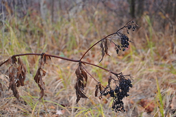 포토 JPG 해외이미지 나무 식물 계절 공원 호수 잎 오렌지 자연 풍경 사람없음 야외 빨간색 초록색 물 컬러풀 노란색 가을 나뭇가지 시골 숲 장면 10월 내추럴 해외202004 해외포토 자연요소 공공시설 컬러 과일 날짜 생태계 파일형식 이미지허브