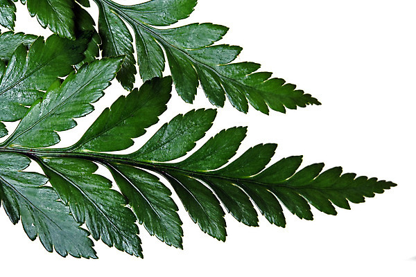 포토 JPG 해외이미지 식물 백그라운드 잎 자연 사람없음 초록색 우주 환경 흰색 신선 우아함 날카로움 대각선 내추럴 고립 굴곡 양치류 카피스페이스 해외202004 해외포토 선 컬러 컨셉 공백 생태계 파일형식 이미지허브