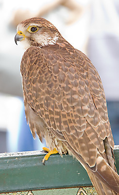 포토 JPG 해외이미지 동물 야생동물 조류 사람없음 먹이 깃털 독수리 사냥꾼 해외202004 해외포토 직업 파일형식 이미지허브