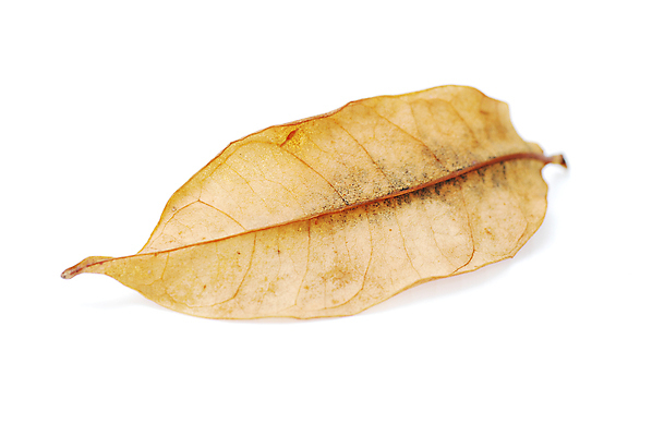 포토 JPG 해외이미지 모양 나무 식물 디자인 계절 백그라운드 단풍 잎 패턴 오렌지 자연 벽지 사람없음 장식 빨간색 초록색 컬러풀 노란색 우주 활발 가을 흰색 화려 황금 숲 9월 11월 심볼 묘사 오브젝트 질감 10월 내추럴 고립 엘리먼트 옛날 노화 해외202004 해외포토 컬러 컨셉 무늬 과일 날짜 생태계 파일형식 이미지허브