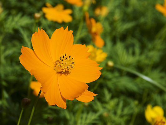 포토 JPG 해외이미지 식물 꽃 백그라운드 잎 밭 오렌지 자연 추상 잔디 사람없음 초록색 컬러풀 황무지 공터 땅바닥 해외202004 해외포토 컬러 무늬 농업 과일 바닥 생태계 파일형식 이미지허브