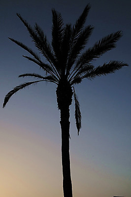 포토 JPG 해외이미지 나무 실루엣 바다 섬 여행 백그라운드 잎 오렌지 과일 자연 하늘 휴가 손바닥 풍경 사람없음 빨간색 물 여름 빛 컬러풀 태양 노란색 일출 황혼 일몰 새벽 코코넛 내추럴 이국적 수평선 해외202004 해외포토 자연요소 식물 손 계절 컬러 촬영기법 노을 생태계 파일형식 이미지허브