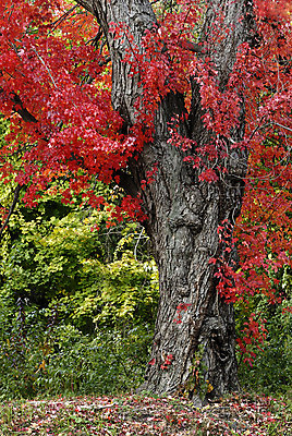 포토 JPG 해외이미지 나무 식물 디자인 계절 공원 백그라운드 단풍 잎 패턴 오렌지 자연 하늘 추상 사람없음 야외 빨간색 파란색 햇빛 태양 갈색 노란색 활발 젖음 가을 나뭇가지 변화 황금 숲 질감 장면 진홍색 내추럴 엘리먼트 해외202004 해외포토 자연요소 공공시설 컬러 컨셉 무늬 과일 생태계 파일형식 이미지허브