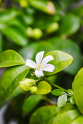 포토 JPG 해외이미지 식물 꽃잎 꽃 잎 꽃무늬 자연 건강 사람없음 야외 초록색 여름 벚꽃 흰색 신선 개화 향기 냄새 아로마 꽃가루 부족함 해외202004 해외포토 계절 컬러 컨셉 무늬 가루 생태계 파일형식 이미지허브