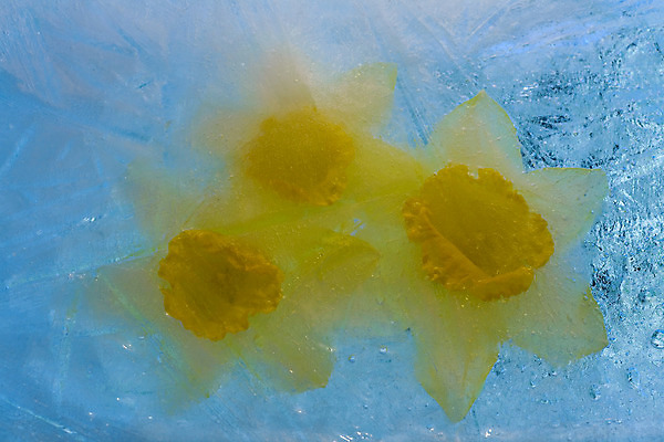 포토 JPG 해외이미지 식물 계절 꽃잎 꽃 꽃다발 백그라운드 컨셉 잎 꽃무늬 자연 추상 사람없음 물 파란색 반사 노란색 냉동 얼음 거품 추위 벚꽃 흰색 신선 신용카드 투명 다발 순수 상쾌 서리 수선화 꽃수술 카피스페이스 해외202004 해외포토 자연요소 감정 컬러 무늬 금융 공백 생태계 파일형식 이미지허브