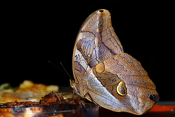 포토 JPG 해외이미지 동물 야생동물 줄기 나비 곤충 백그라운드 날개 자연 요정 사람없음 컬러풀 갈색 머리 견본 환경 어둠 봄 벌레 숲 먹기 묘사 강렬 대칭 블러 해외202004 해외포토 식물 계절 컬러 모션 신체부위 생태계 파일형식 이미지허브