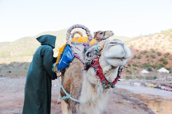 포토 JPG 해외이미지 동물 전통 문화 야생동물 모래 여행 비즈니스 가족 교통시설 아프리카 자연 하늘 휴가 산 건조 사람 사람없음 야외 농장 머리 여행객 힘 사막 자신감 승차 모래언덕 심볼 사파리 낙타 모로코 사하라 단봉낙타 오아시스 지도책 카라반 해외202004 해외포토 감정 나라 교통 농업 포유류 관계 모션 신체부위 책 언덕 시설 생태계 캠핑카 파일형식 이미지허브