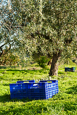 포토 JPG 해외이미지 전통 잎 밭 농업 과일 사람없음 세로 농작물 상자 햇빛 농장 맑음 수확 선택 숲 나무상자 지중해 올리브 해외202004 해외포토 식물 열매 산업 바다 컨셉 날씨 태양 파일형식 이미지허브