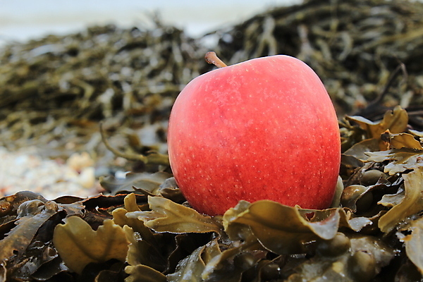 포토 JPG 해외이미지 식물 음식 농업 다이어트 과일 건강 씨앗 사람없음 농작물 노란색 쌓기 농사 성장 신선 사과 낟알 레몬 열대과일 알맹이 날것 흙더미 건강식 밭일 숙성 영양분 해외202004 해외포토 산업 컬러 모션 흙 파일형식 더미 이미지허브