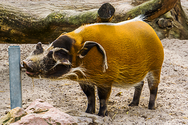 포토 JPG 해외이미지 동물 여자 남자 얼굴 음료 야생동물 포유류 아프리카 털 동물원 종류 성인 사람없음 빨간색 물 강 갈색 머리 마시기 돼지 숲 시스템 주둥이 멧돼지 이국적 인기 해외202004 해외포토 자연요소 나라 컬러 모션 사람 신체부위 파일형식 이미지허브