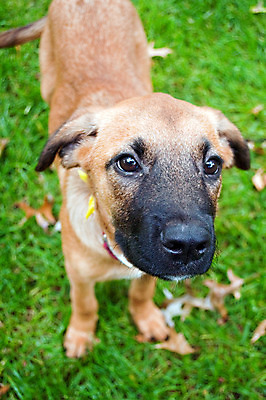 포토 JPG 해외이미지 응시 사람없음 빨간색 반려동물 갈색 검은색 개 코 노려봄 해외202004 해외포토 동물 시선 컬러 포유류 표정 신체부위 파일형식 이미지허브