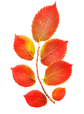 포토 JPG 해외이미지 나무 식물 계절 잎 자연 사람없음 빨간색 노란색 정원 가을 변화 숲 11월 오브젝트 순환 정맥 10월 고립 노화 해외202004 해외포토 컬러 컨셉 모션 날짜 생태계 혈관 파일형식 이미지허브