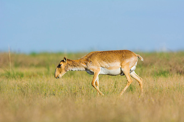 포토 JPG 해외이미지 동물 여자 남자 야생동물 포유류 자연 뿔 풍경 사람없음 뜨거움 군중 갈증 러시아 영양 가뭄 러시아인 스텝 해외202004 해외포토 서양인 유럽 날씨 사람 생태계 파일형식 이미지허브