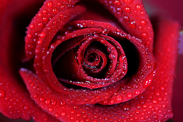 포토 JPG 해외이미지 식물 기념일 꽃잎 꽃 백그라운드 컨셉 자연 휴가 발렌타인데이 선물 사랑 사람없음 빨간색 물 장미 정원 어둠 젖음 물방울 오픈 센터 이슬 가득함 질감 기회 향기 부드러움 깊이 접기 막 해외202004 해외포토 자연요소 감정 컬러 모션 데이이벤트 이벤트 감각 생태계 냄새 파일형식 이미지허브