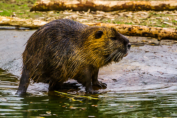 포토 JPG 해외이미지 동물 호수 초식동물 털 동물원 종류 서기 앉기 사람없음 옆모습 물 강 미국 가시 치아 습지 쥐 설치류 큼 모피 남쪽 동물상 초식 해외202004 해외포토 자연요소 뷰포인트 북아메리카 모션 조형물 소화기관 크기 방향 파일형식 이미지허브