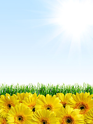 포토 JPG 해외이미지 식물 꽃잎 꽃 꽃다발 백그라운드 꽃무늬 패턴 자연 하늘 사람없음 장식 세로 초록색 여름 파란색 빛 컬러풀 태양 노란색 정원 맑음 봄 활발 벚꽃 축하 원형 개화 그룹 유기농 원예 내추럴 해외202004 해외포토 자연요소 도형 웰빙 계절 컬러 컨셉 무늬 날씨 취미 생태계 파일형식 이미지허브