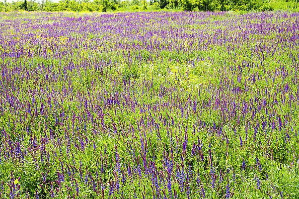 포토 JPG 해외이미지 식물 꽃잎 꽃 분홍색 꽃다발 백그라운드 잎 꽃무늬 패턴 밭 채소 자연 날씨 불꽃 풍경 잔디 사람없음 야외 초록색 여름 빛 노란색 환경 보라색 봄 활발 벚꽃 시골 신선 고독 땅 허브 제비꽃 언덕 심플 장면 평야 해외202004 해외포토 계절 감정 컬러 컨셉 무늬 농업 불 생태계 파일형식 이미지허브