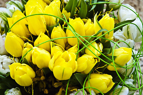 포토 JPG 해외이미지 식물 계절 공원 꽃잎 꽃 꽃다발 백그라운드 컨셉 잎 꽃무늬 자연 부활절 발렌타인데이 선물 사랑 사람없음 야외 장식 초록색 빛 컬러풀 노란색 정원 봄 튤립 벚꽃 축하 신선 신용카드 다발 꽃집 내추럴 해외202004 해외포토 공공시설 기념일 감정 컬러 무늬 데이이벤트 금융 상점 생태계 파일형식 이미지허브