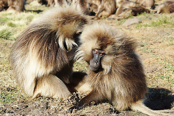 포토 JPG 해외이미지 동물 남자 야생동물 여행 포유류 아프리카 자연 국립공원 사람없음 야외 원숭이 사파리 유인원 동물상 에티오피아 해외202004 해외포토 공원 나라 사람 조형물 생태계 파일형식 이미지허브