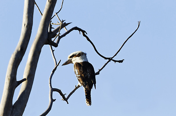 포토 JPG 해외이미지 자연 조류 사람없음 나뭇가지 호주 심볼 깃털 내추럴 물총새 해외202004 해외포토 나무 동물 오세아니아 생태계 파일형식 이미지허브
