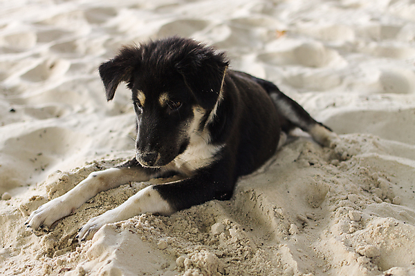 포토 JPG 해외이미지 동물 모래 태국 사람없음 반려동물 검은색 아기 개 강아지 해외202004 해외포토 아시아 컬러 포유류 사람 파일형식 이미지허브