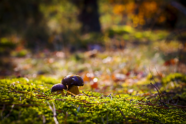 포토 JPG 해외이미지 식물 계절 음식 낙엽 잎 2 다이어트 채소 재료 자연 건강 이끼 사람없음 목재 초록색 갈색 환경 식사 어둠 버섯 성장 가을 신선 숲 작음 수집 유기농 날것 내추럴 곰팡이 그물버섯 식용 채식주의자 캡모자 비건 해외202004 해외포토 나무 모자_잡화 웰빙 컬러 크기 생태계 채식 파일형식 이미지허브