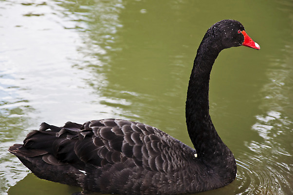 포토 JPG 해외이미지 동물 1 호수 물결 야생동물 백그라운드 2 패턴 자연 조류 아침 사랑 미술 사람없음 야외 옆모습 물 파란색 빛 반사 평화 수영 침묵 거울 안개 흰색 연못 황무지 우아함 순수 깃털 백조 장면 지역 천국 단아함 벙어리 웅장함 해외202004 해외포토 주간 자연요소 감정 뷰포인트 컬러 컨셉 무늬 날씨 문화예술 소리 수상스포츠 생태계 파일형식 이미지허브