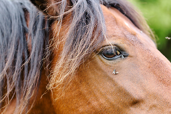 포토 JPG 해외이미지 동물 얼굴 스포츠 백그라운드 밭 농업 포유류 자연 사람없음 야외 초록색 반려동물 농장 갈색 머리 검은색 목장 회색 흰색 시골 만 승마 승차 코 냄새 귀 쇼 갈기 조랑말 내추럴 고립 기르기 서쪽 해외202004 해외포토 산업 컬러 모션 신체부위 말_동물 방향 생태계 돌봄 파일형식 이미지허브