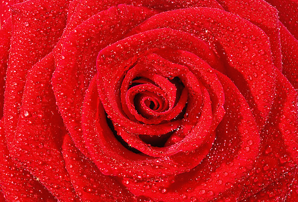 포토 JPG 해외이미지 식물 기념일 꽃잎 꽃 백그라운드 컨셉 자연 휴가 발렌타인데이 선물 사랑 사람없음 빨간색 물 장미 정원 어둠 젖음 물방울 오픈 센터 이슬 가득함 질감 기회 향기 부드러움 깊이 접기 막 해외202004 해외포토 자연요소 감정 컬러 모션 데이이벤트 이벤트 감각 생태계 냄새 파일형식 이미지허브